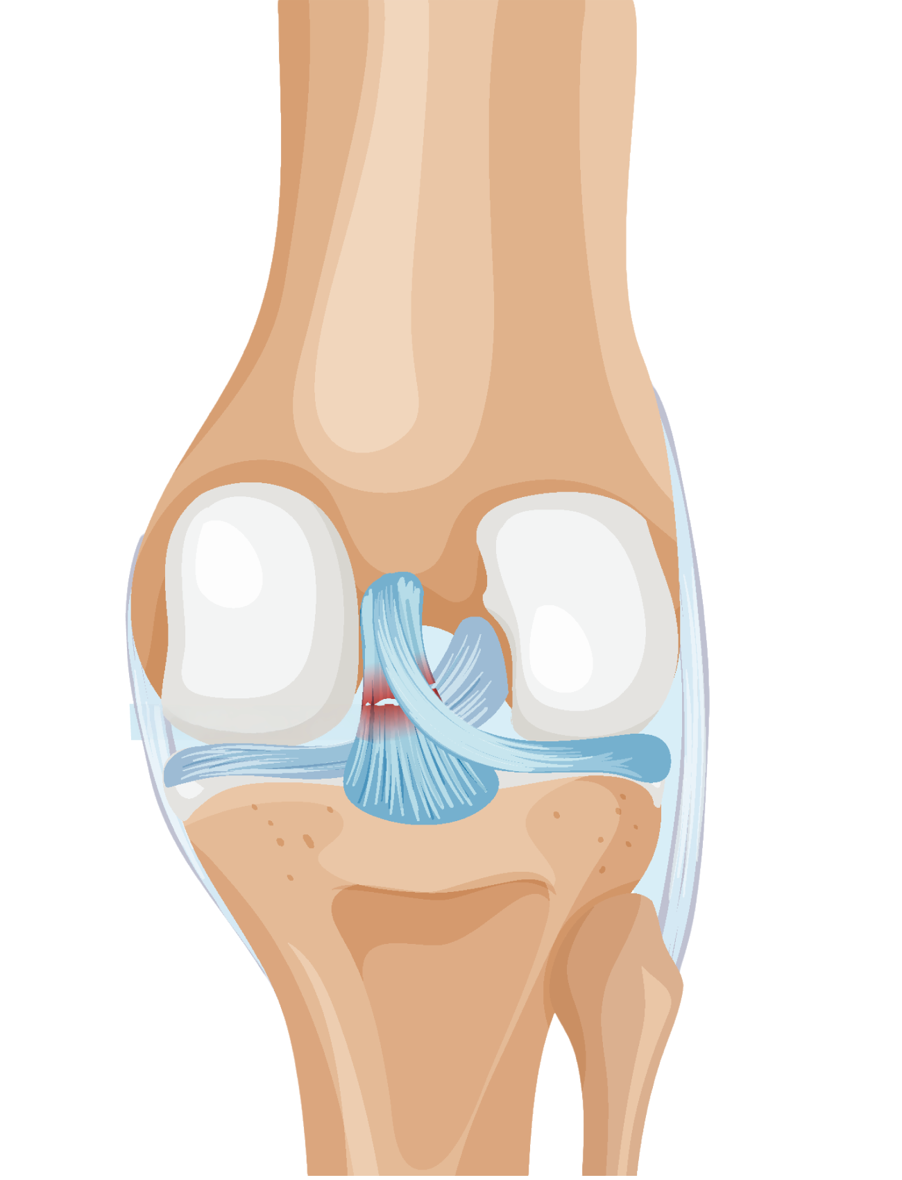 Ligamentos de la rodilla